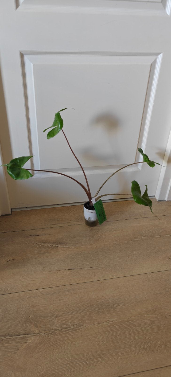 Alocasia Stingray, Ophalen of Verzenden, Halfschaduw, Minder dan 100 cm