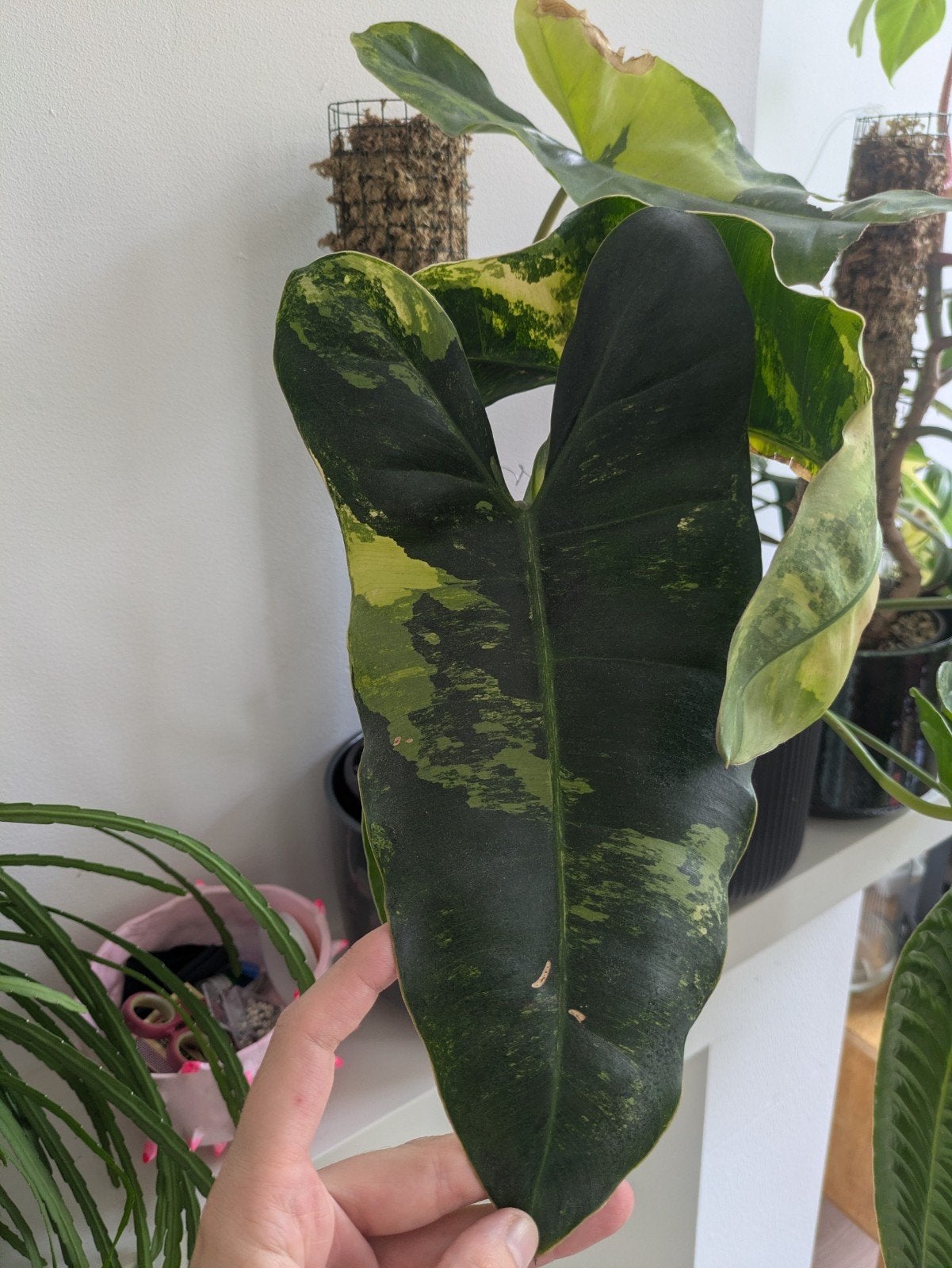 Philodendron Burle Marx Variegata - Zeldzame Kamerplant, Vaste plant, Bloeit niet, Halfschaduw, Ophalen