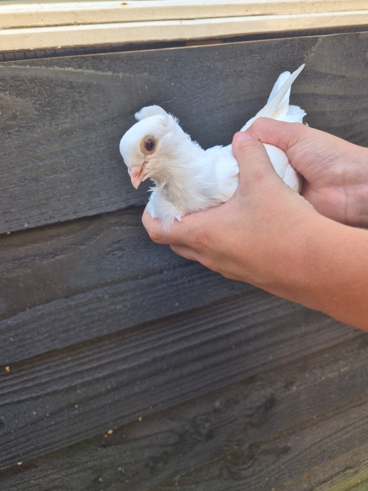 Meeuwtje duif, Dieren en Toebehoren, Vogels | Duiven, Vrouwelijk, Overige soorten