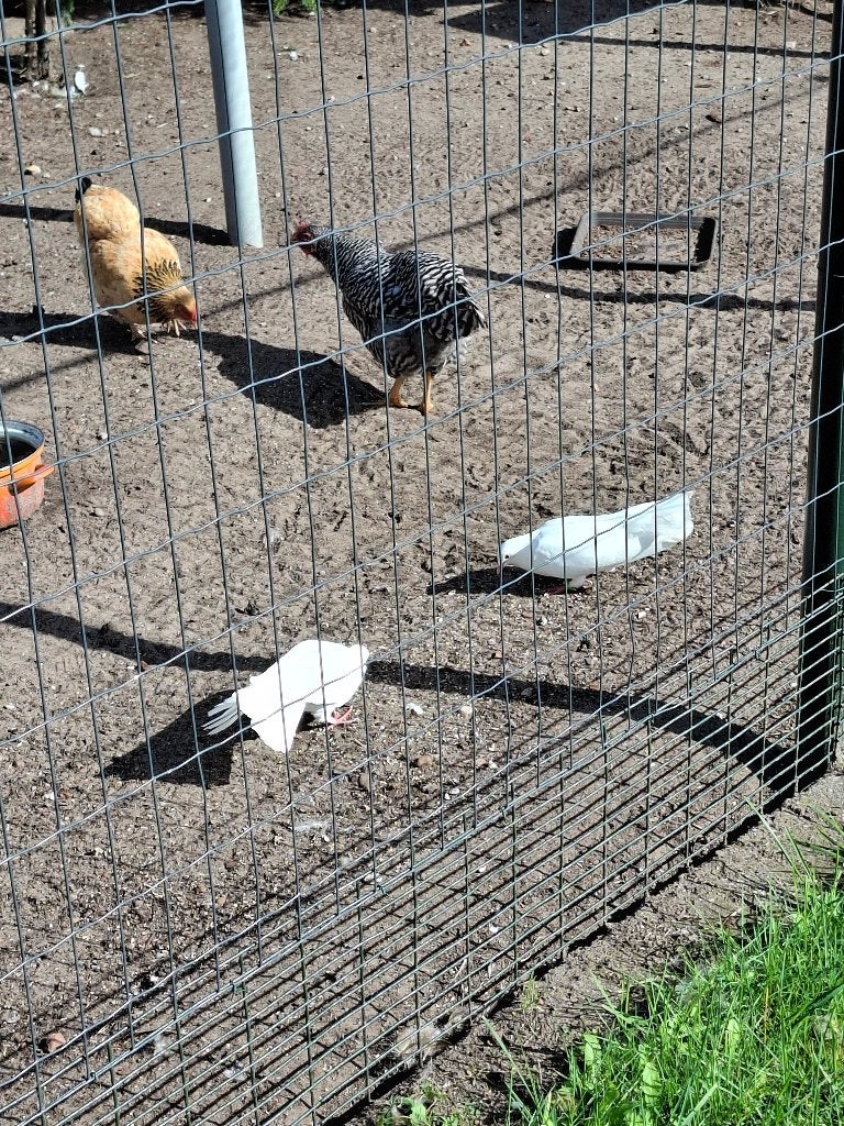 Witte pauwstaartjes., Meerdere dieren, Overige soorten
