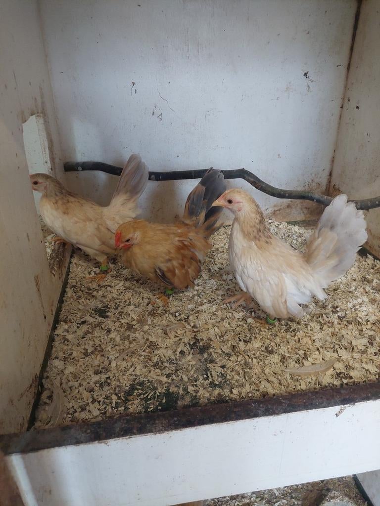 Prachtige tam trio  ayam Serama's, Dieren en Toebehoren, Pluimvee, Meerdere dieren, Kip