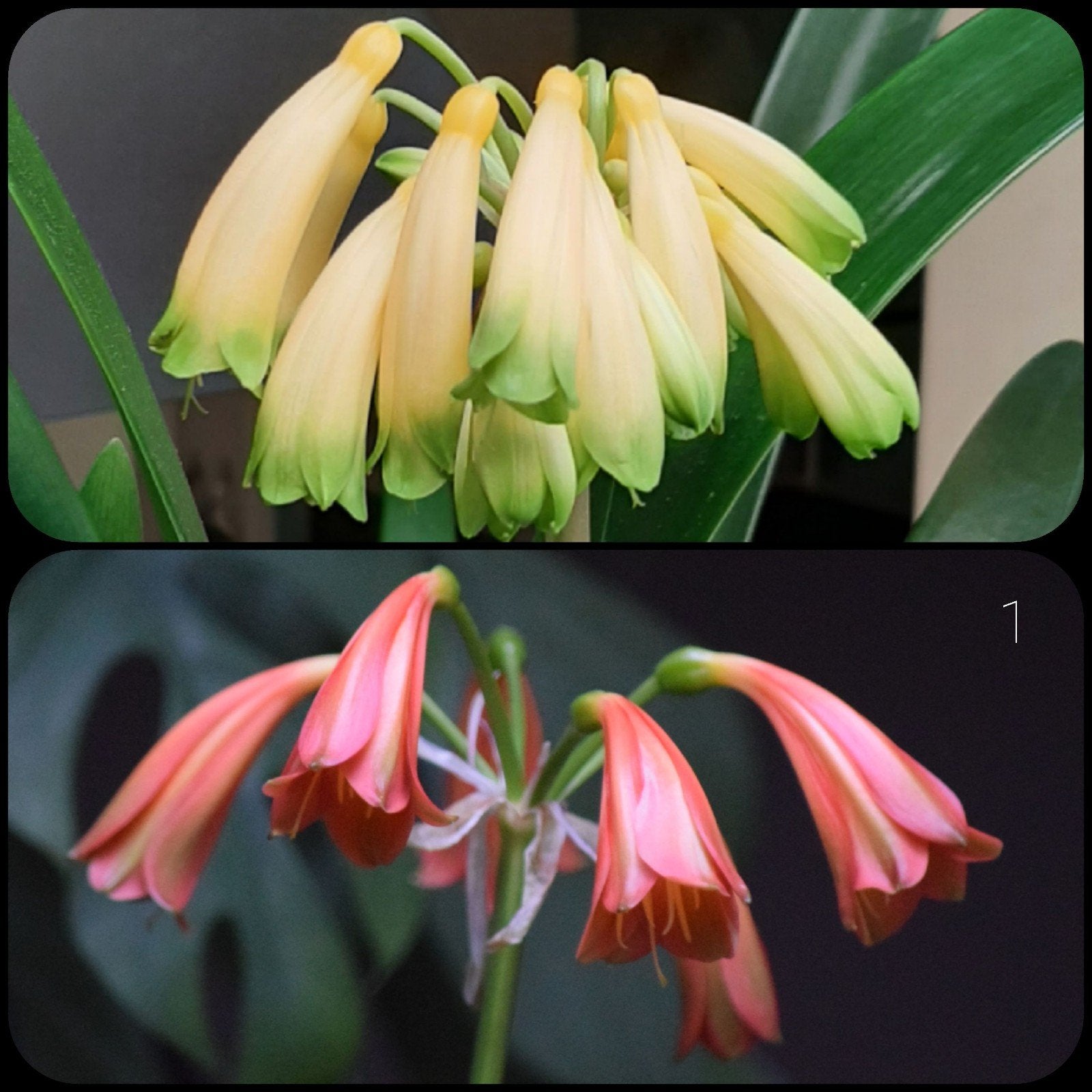 Clivia kruising Gardinii Yellow x  Dark red Carousel Red, Bloeiende kamerplant, Ophalen of Verzenden, Volledige schaduw, Minder dan 100 cm