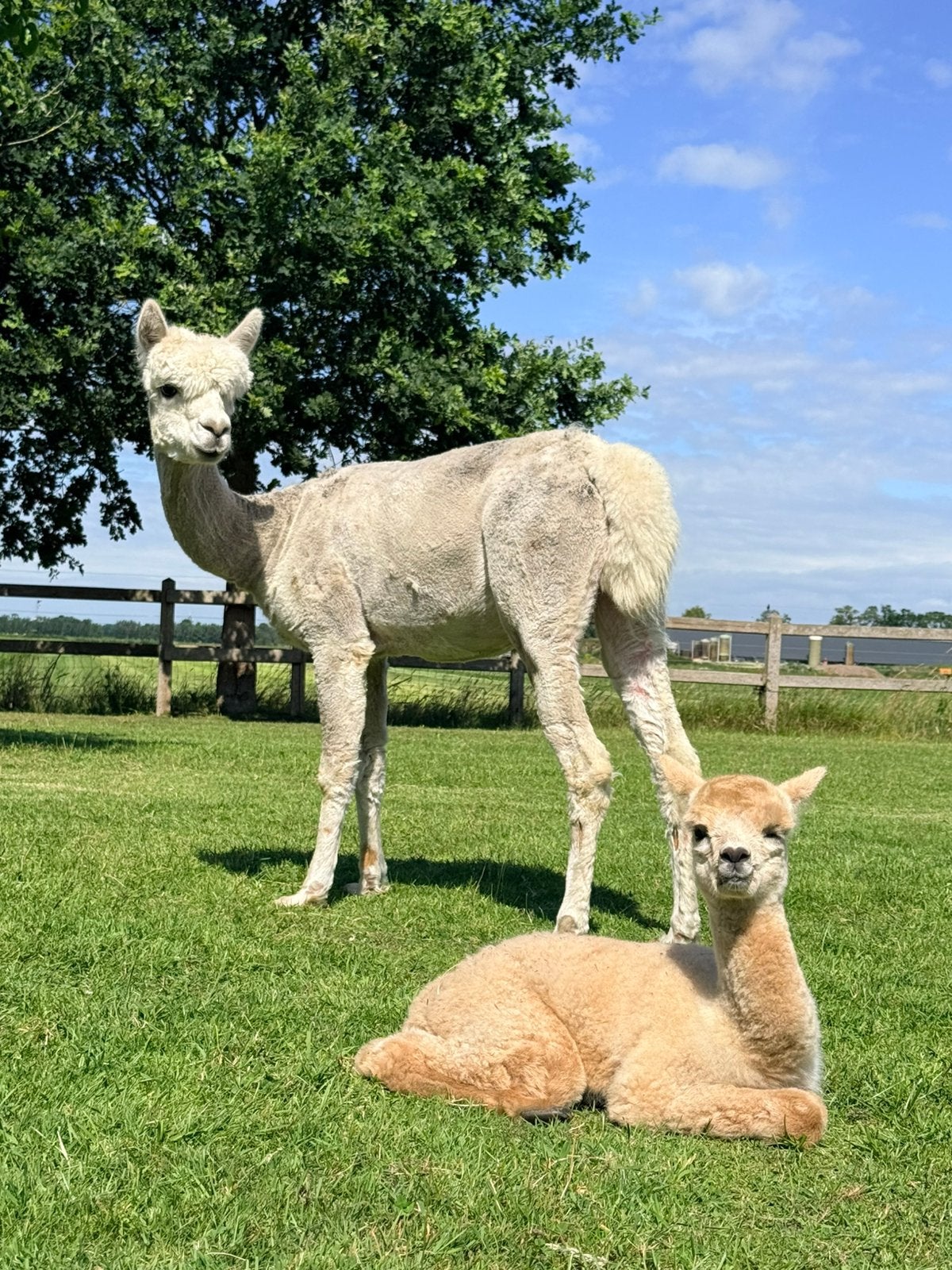 Alpace met merrieveulen, Dieren en Toebehoren, Overige Dieren, Juli, Vrouwelijk