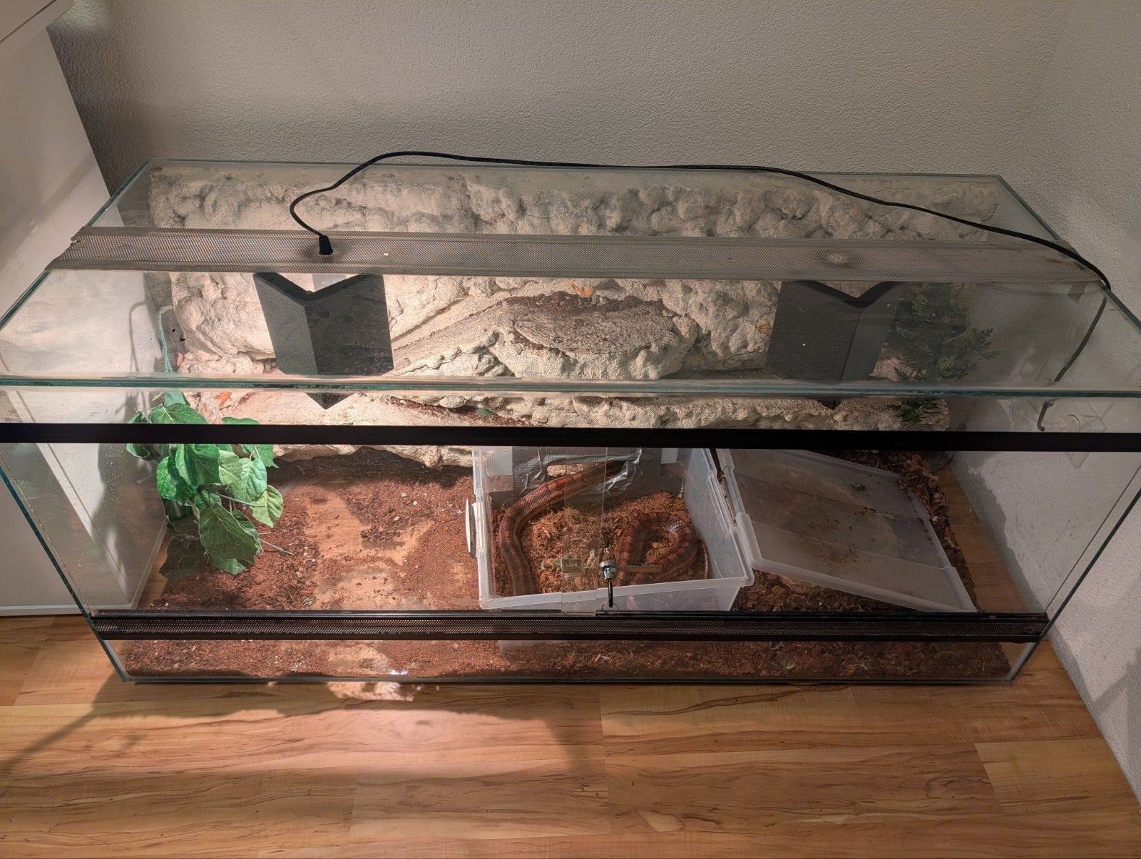 Volwassen Rattenslang met groot terrarium, Slang, Met terrarium