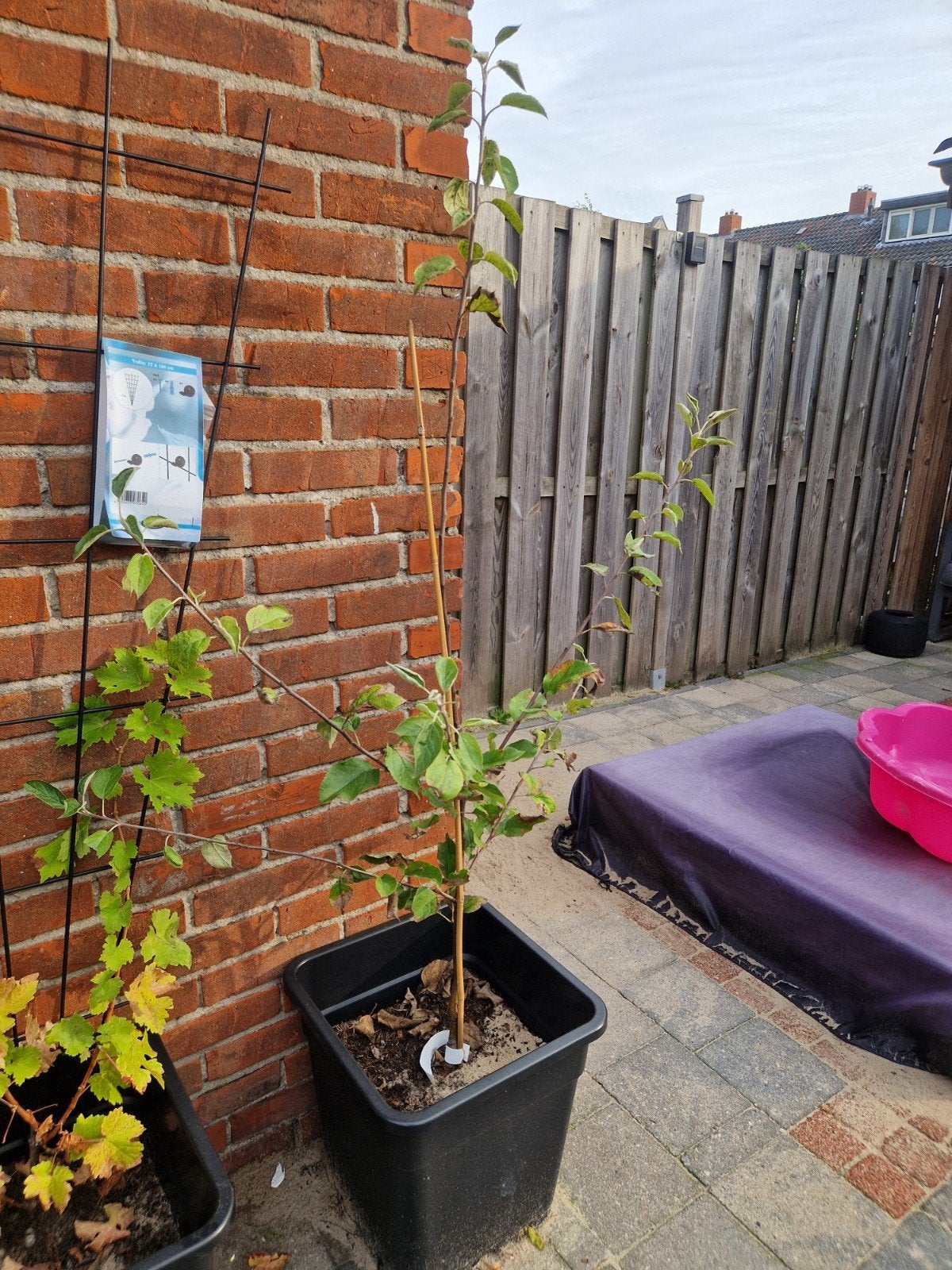 Malus d'Elstar appelboom - bijna 1.5 meter hoog, Ophalen, Lente, In pot, Appelboom