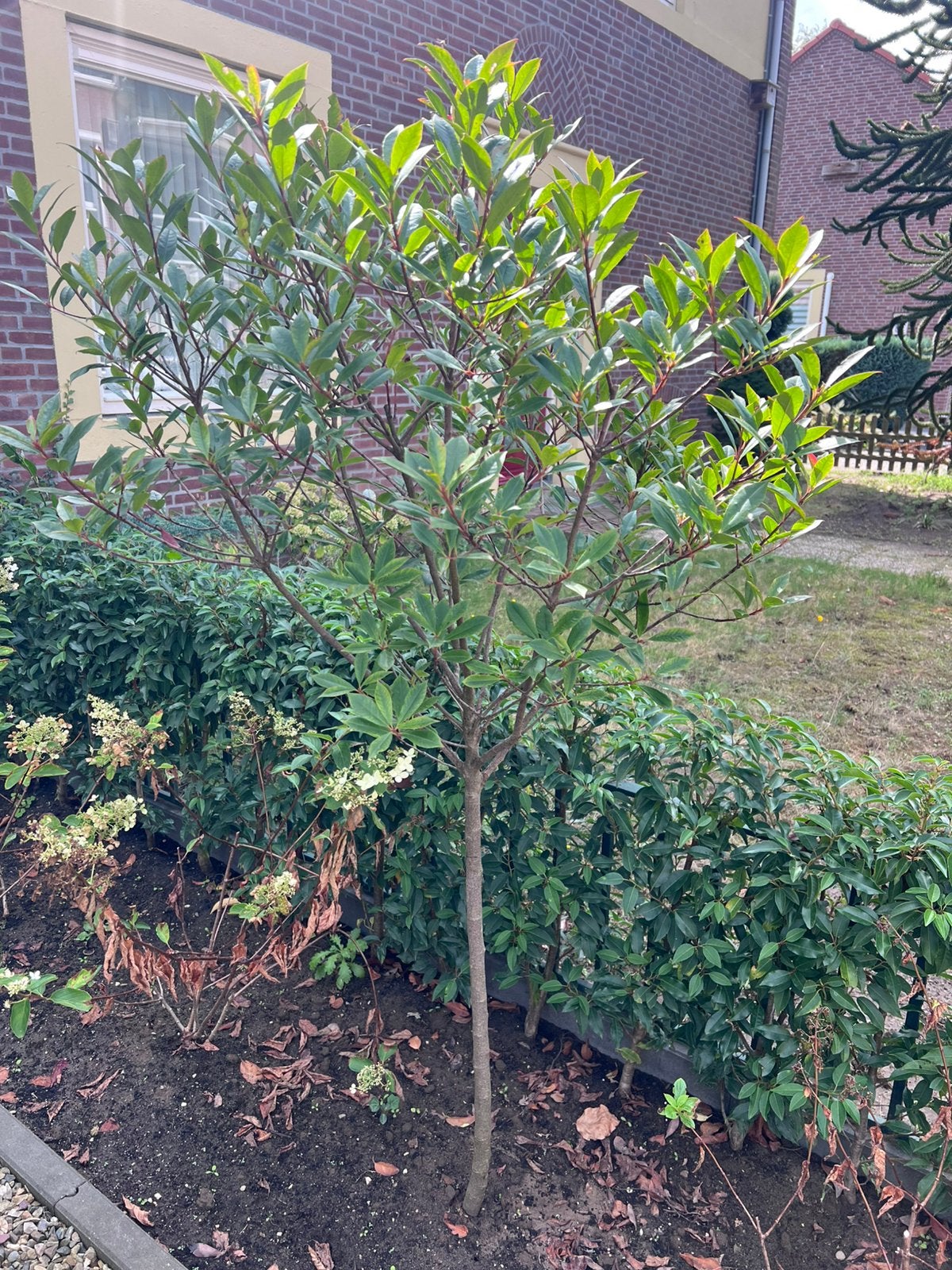 Red Robin op stam, Tuin en Terras, Planten | Bomen, Halfschaduw, Lente, 100 tot 250 cm, Ophalen
