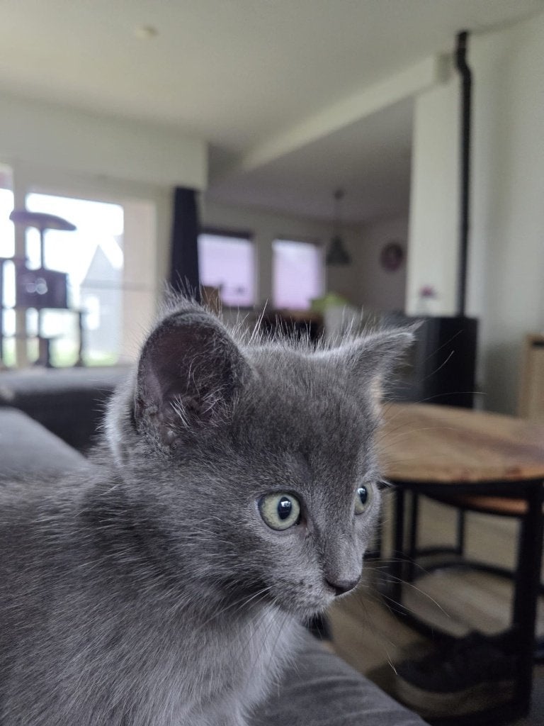 Unieke kittens Europese Boskat/Ragdoll, Dieren en Toebehoren, Meerdere dieren, Kortharig, 0 tot 2 jaar