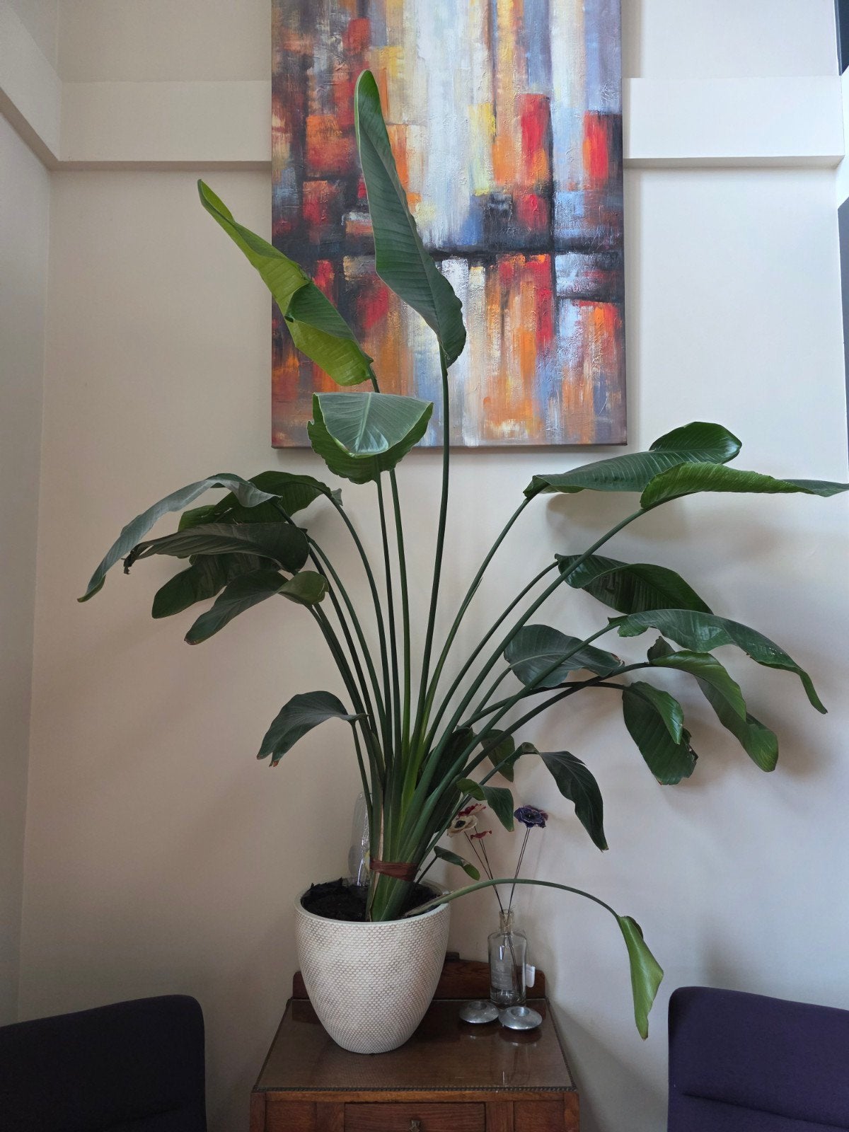 Grote Plant (Paradijsvogelplant) met pot, Ophalen, Overige soorten, In pot, 150 tot 200 cm