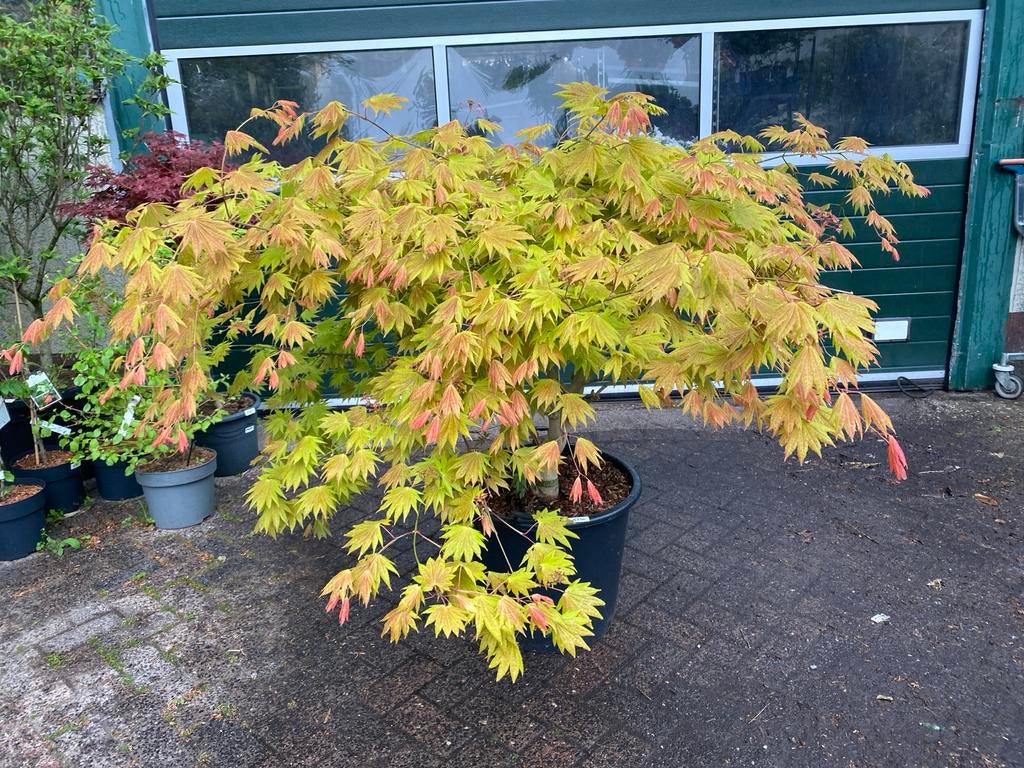 Japanse esdoorn 'Moonrise' - Acer palmatum 'Moonrise', Tuin en Terras, Planten | Tuinplanten, Vaste plant, Overige soorten, Halfschaduw