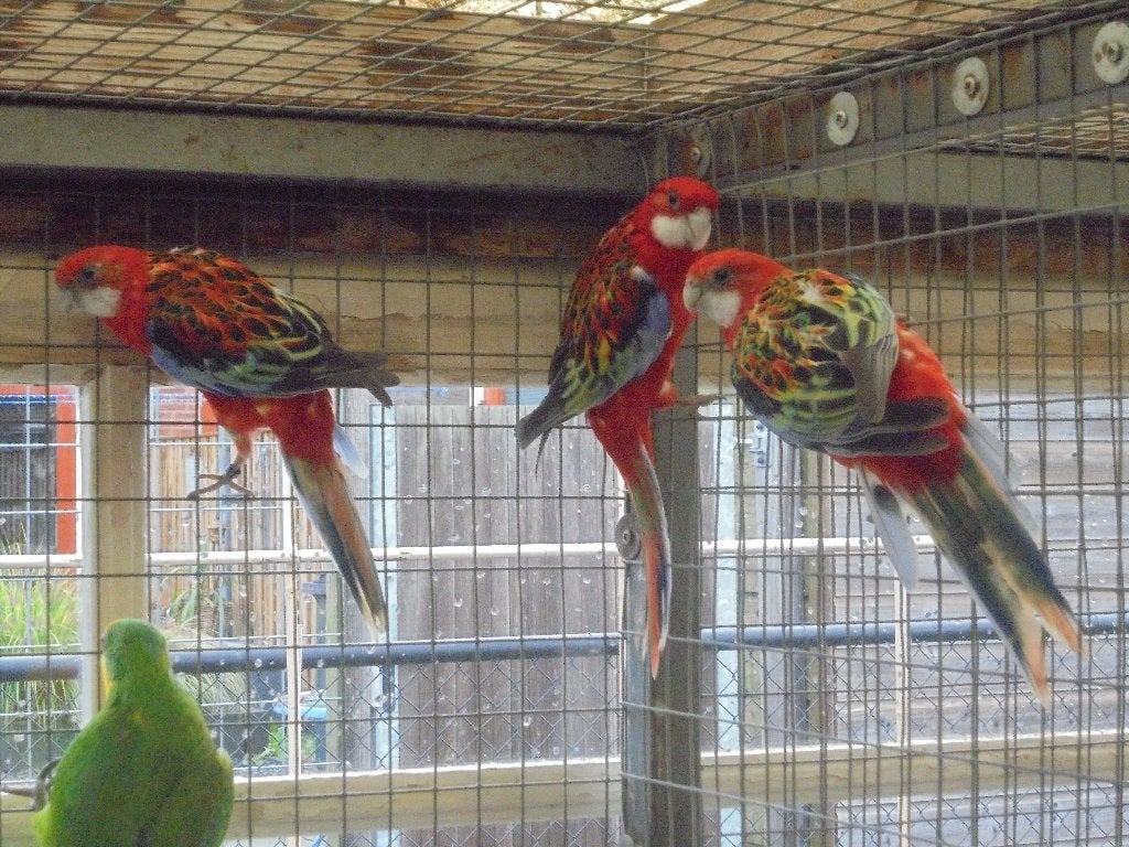 te koop 3 mooie rode rossellas, Meerdere dieren, Parkiet, Geringd