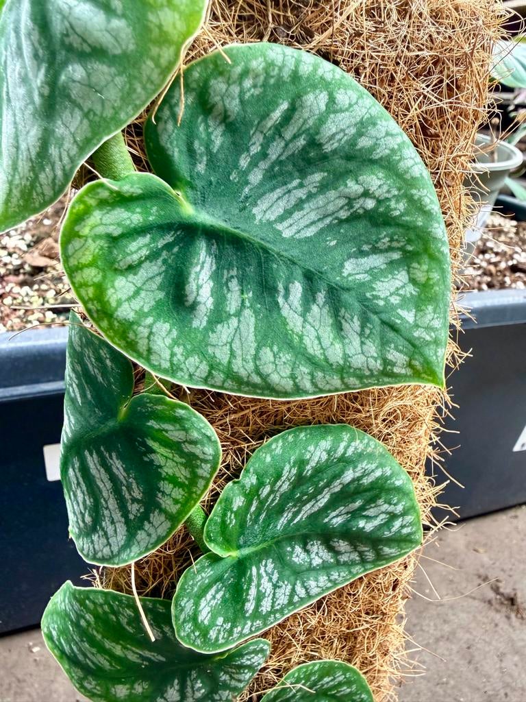 Monstera Dubia op mosstok, Overige soorten, In pot, Minder dan 100 cm, Groene kamerplant