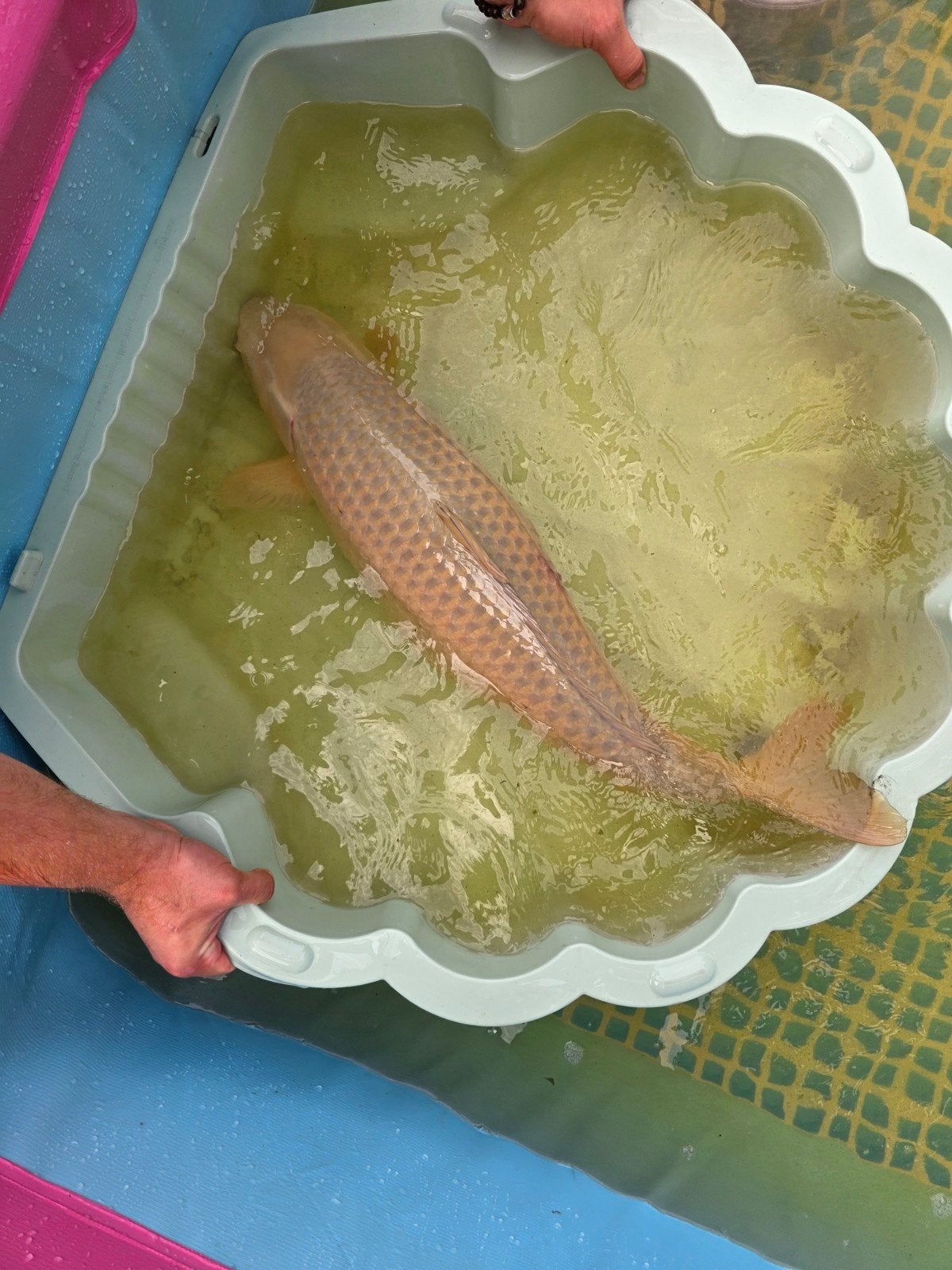 18 Koi's aangebod in diverse kleuren, ook los te koop., Karper of Koi