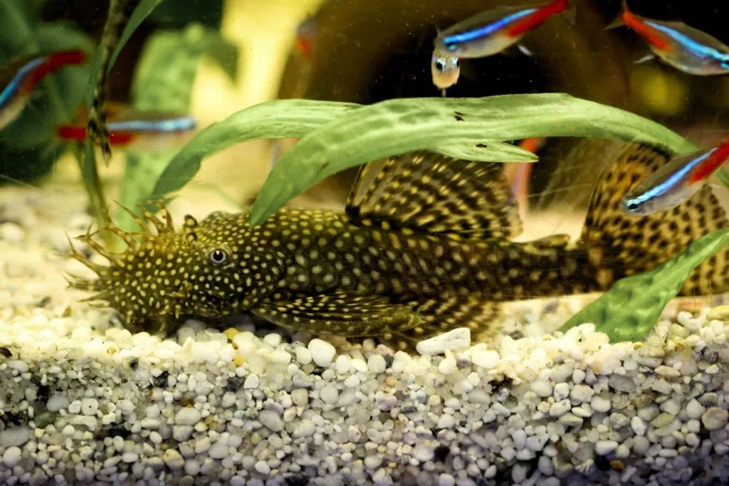 Jonge vissen, Dieren en Toebehoren, Vissen | Aquariumvissen, Vis