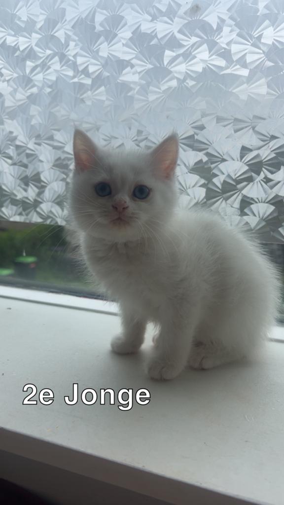Te koop:4 Brits langhaar kittens, Dieren en Toebehoren, Katten en Kittens | Raskatten | Korthaar, Meerdere dieren, Ontwormd, 0 tot 2 jaar