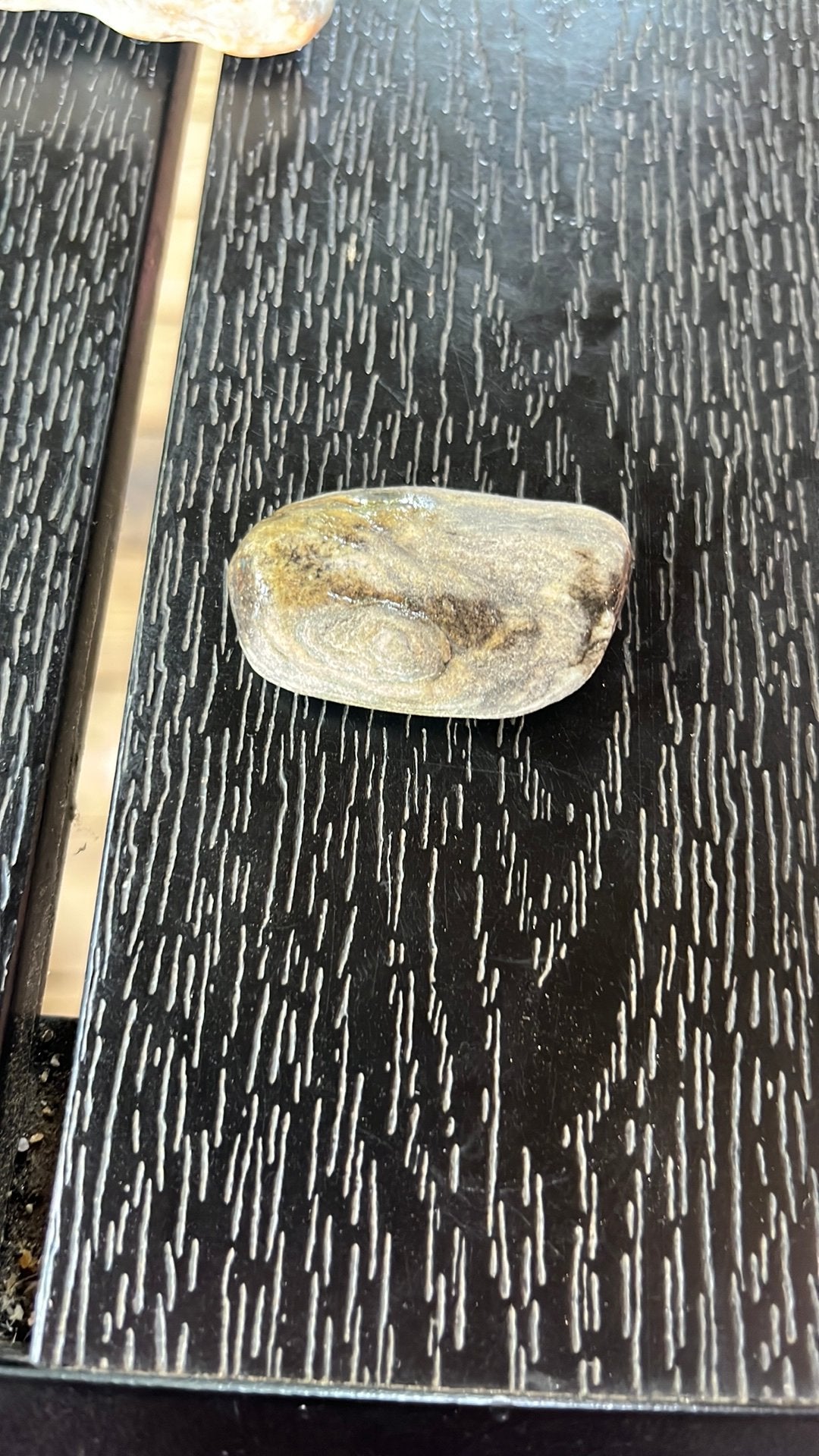 Chert met 2 fossielen ca. 3 cm grijs, Verzenden, Fossiel