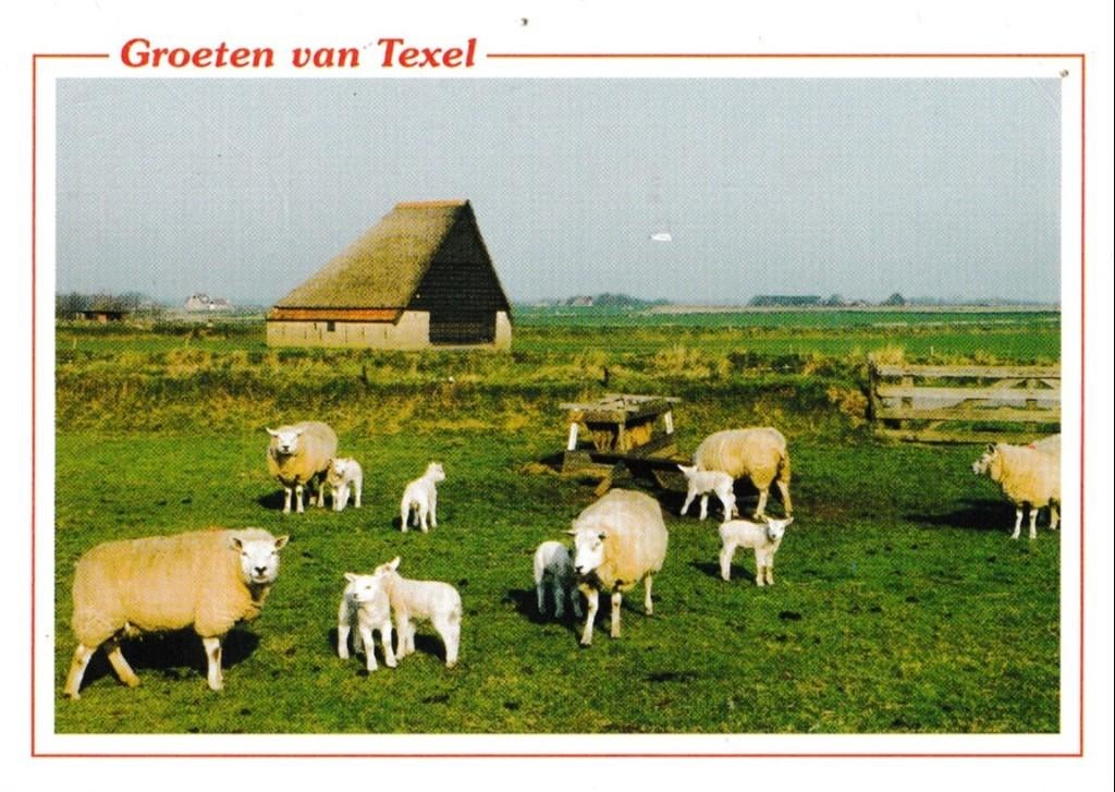 Texel               269, Ophalen of Verzenden, Voor 1920, Waddeneilanden