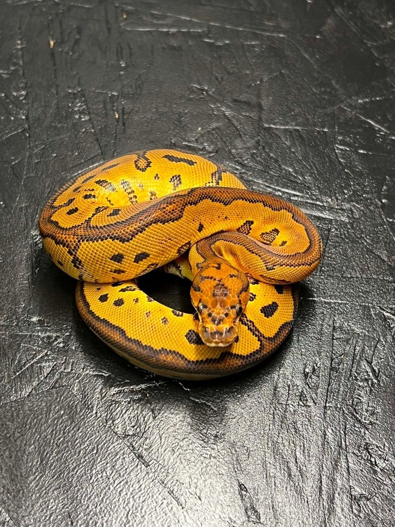 Ball python nakweek 2026 clown en het clown, Slang, Tam, 0 tot 2 jaar