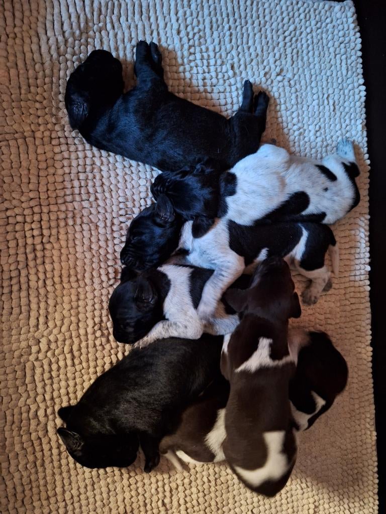 Duitse staande korthaar pups, Duitse Staande hond, België, Fokker | Hobbymatig, Parvo