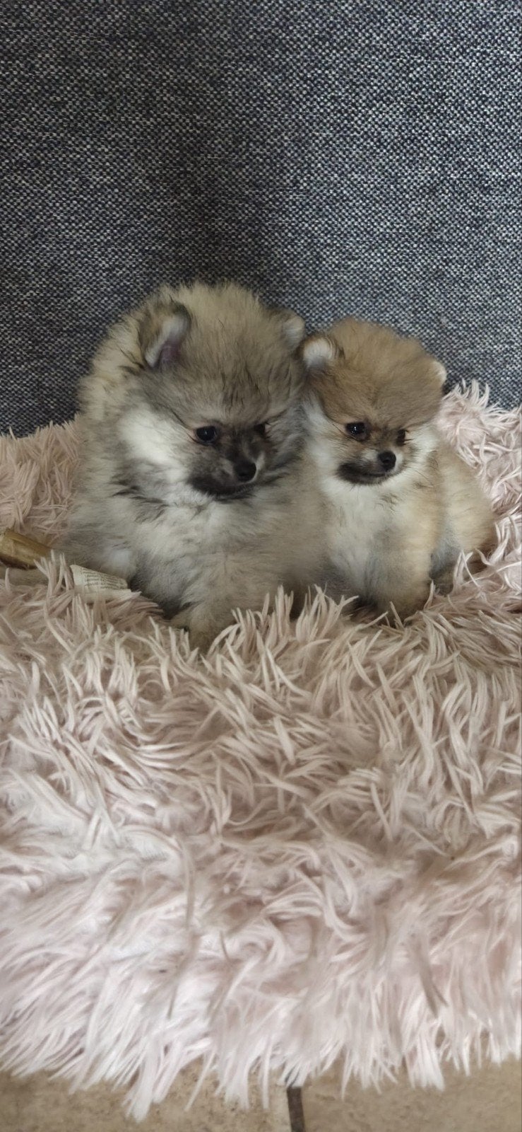 Pomeriaan | pomeranian | dwergkees pup bearface teefje mini, Fokker | Hobbymatig, Keeshond, 15 weken tot 1 jaar, Buitenland