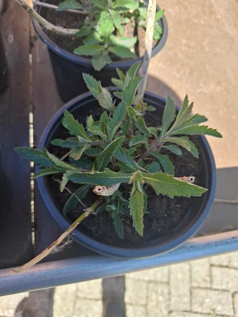 Verbena bonariensis 2 ltr pot, Ophalen, Overige soorten, Volle zon