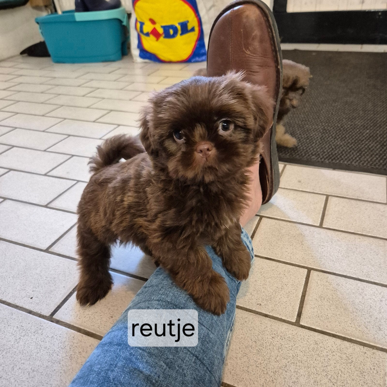 Prachtige raszuivere choco kleurtjes shih tzu pups, Overige rassen, 8 tot 15 weken, Meerdere, Meerdere dieren