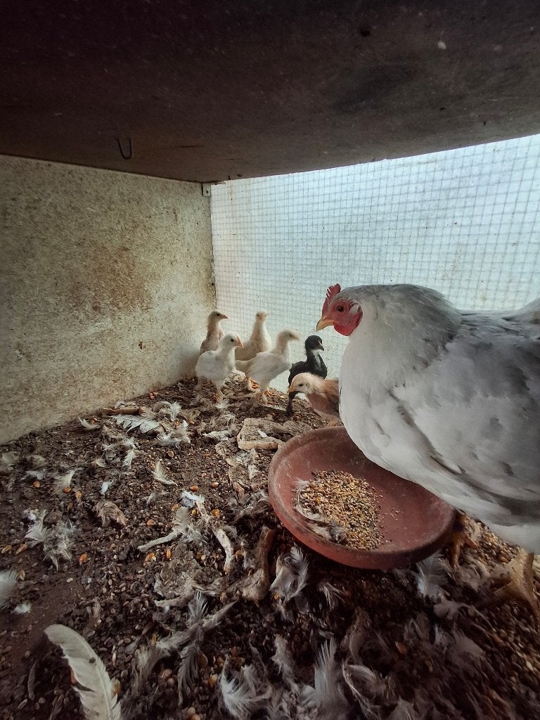 Kip met kuikens, Meerdere dieren, Kip
