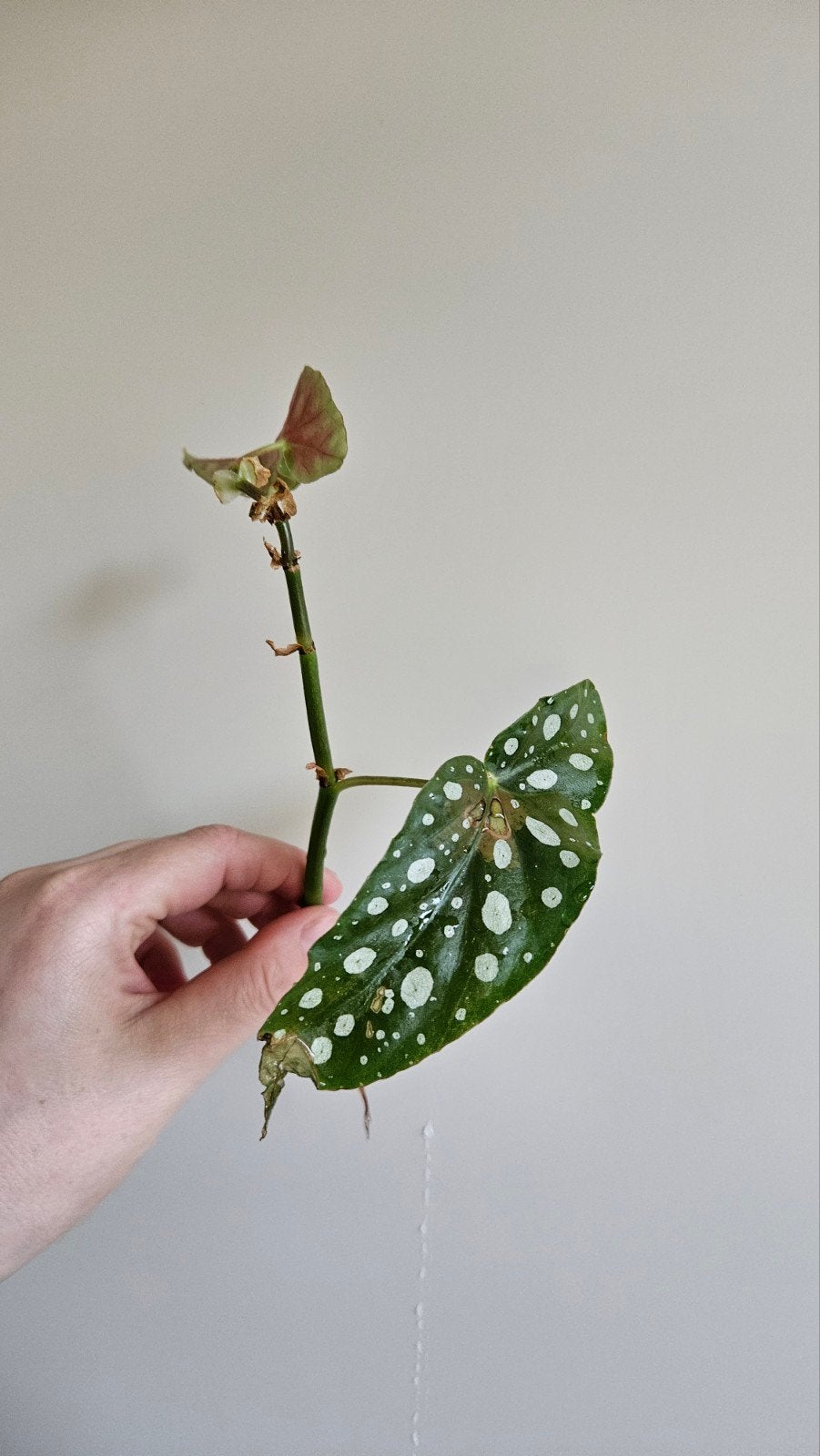 Begonia Maculata  - Polkadot geworteld, Ophalen of Verzenden, Halfschaduw, Minder dan 100 cm