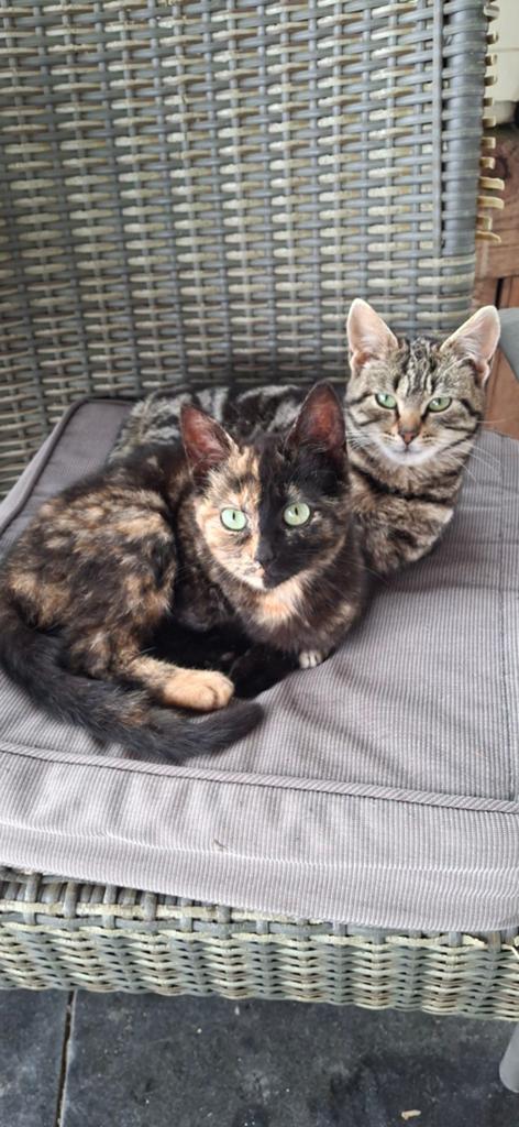 Poezen, Dieren en Toebehoren, Katten en Kittens | Overige Katten, Poes, 0 tot 2 jaar