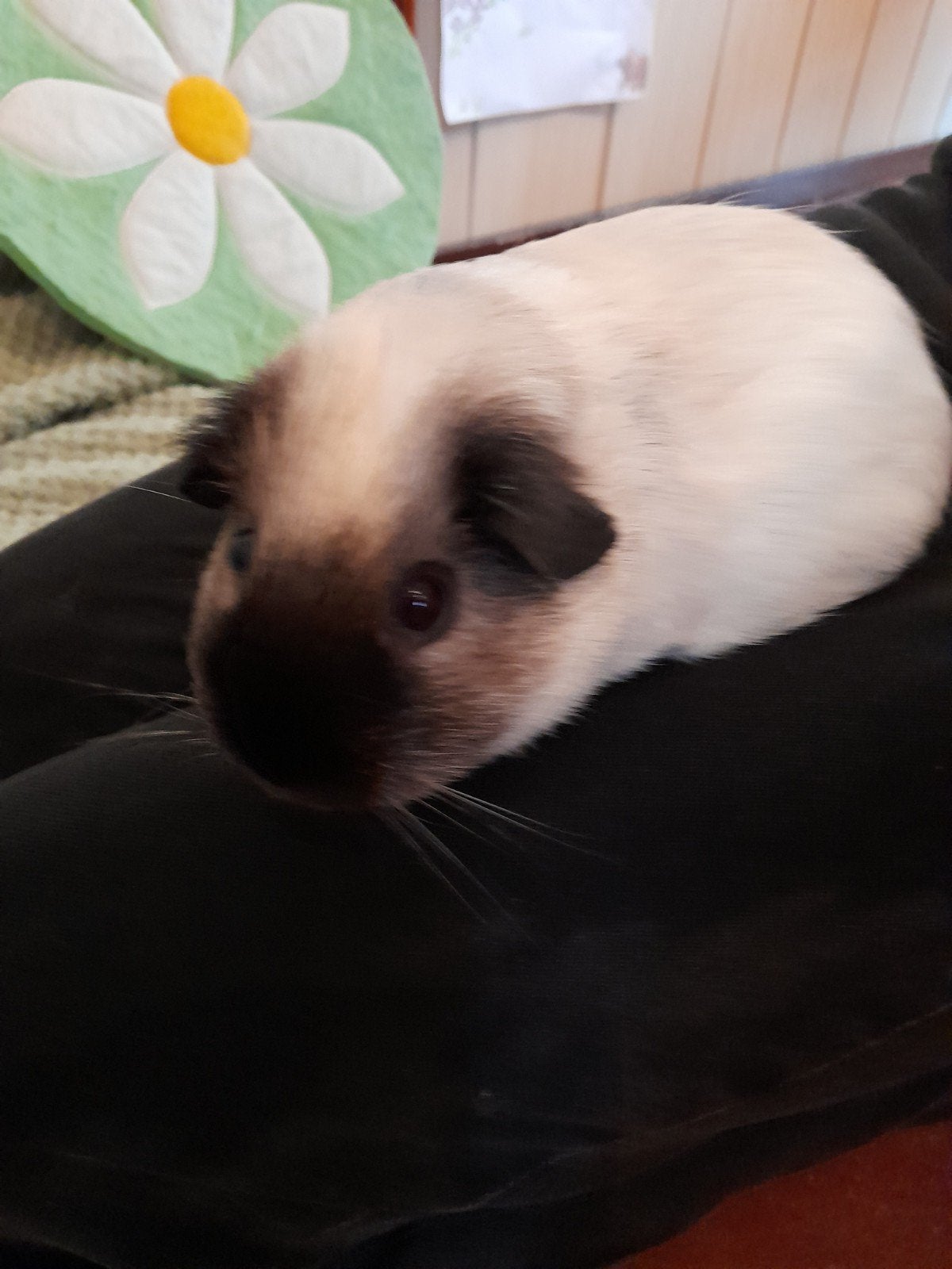 California  cavia's, creme kleurig en lichte kleur., Dieren en Toebehoren, Cavia, Augustus, Meerdere dieren, Tam