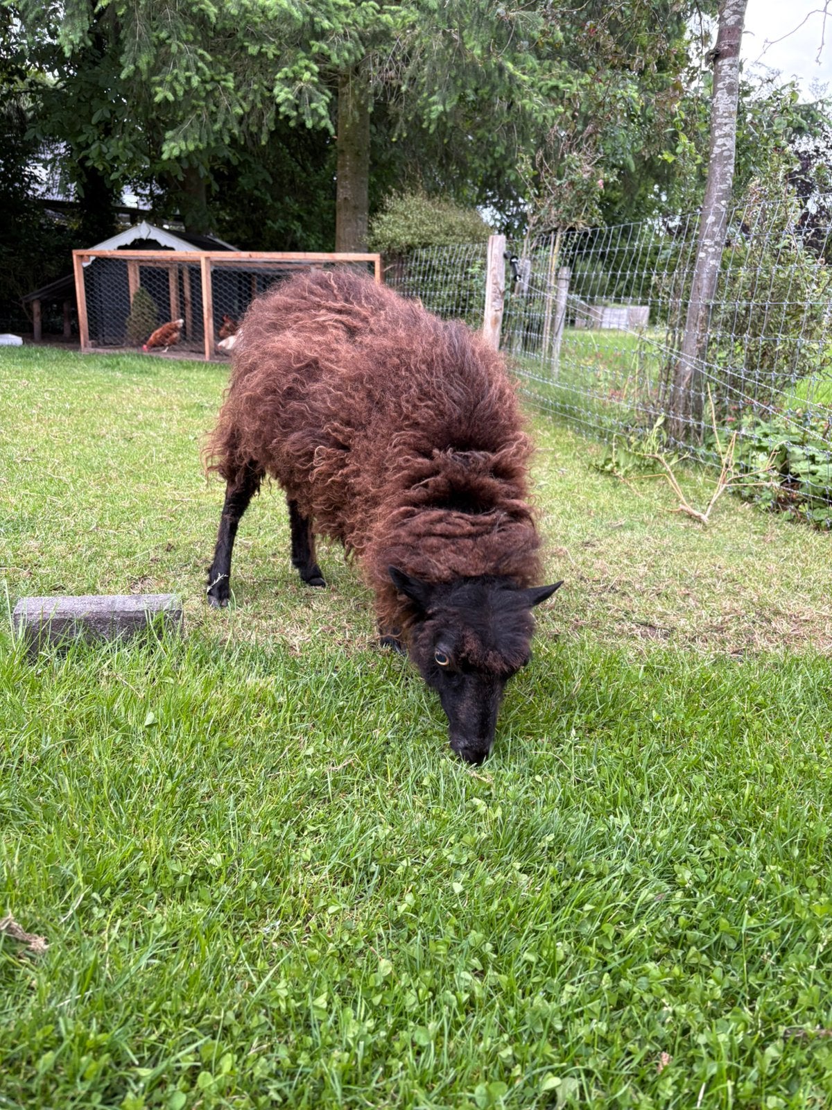 Quessant ooi met ramlam, Vrouwelijk, Schaap