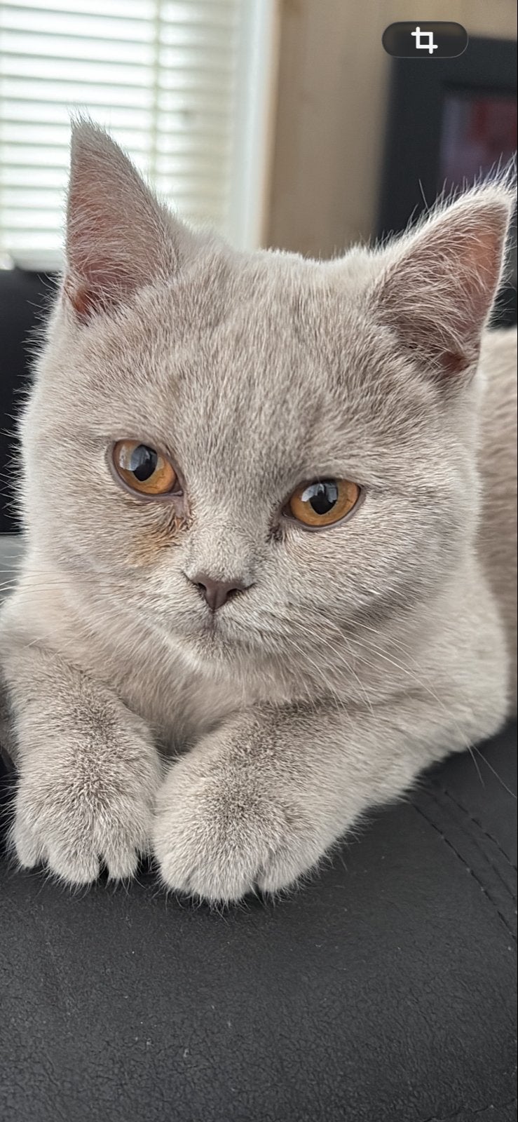 Britse korthaar (10 maanden oud), Poes, Kortharig, 0 tot 2 jaar