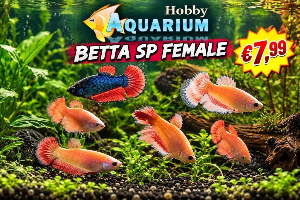 Hobbyaquarium  Betta SP Female / Kempvissen Zaterdag 10/17u, Vis, Zoetwatervis
