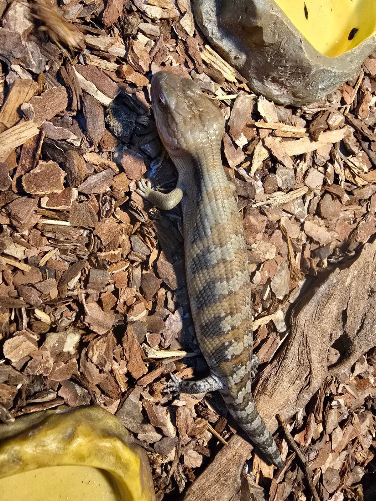 Tiliqua scincoides intermedia Blue Tongue Skink photo 5