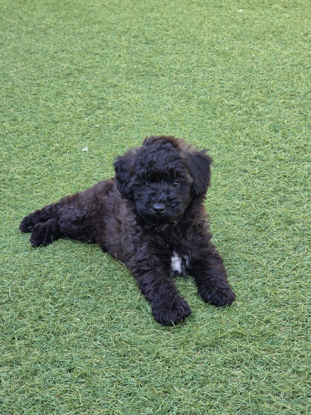 maltipoo pups, Dieren en Toebehoren, Overige rassen, 8 tot 15 weken, Meerdere, Meerdere dieren