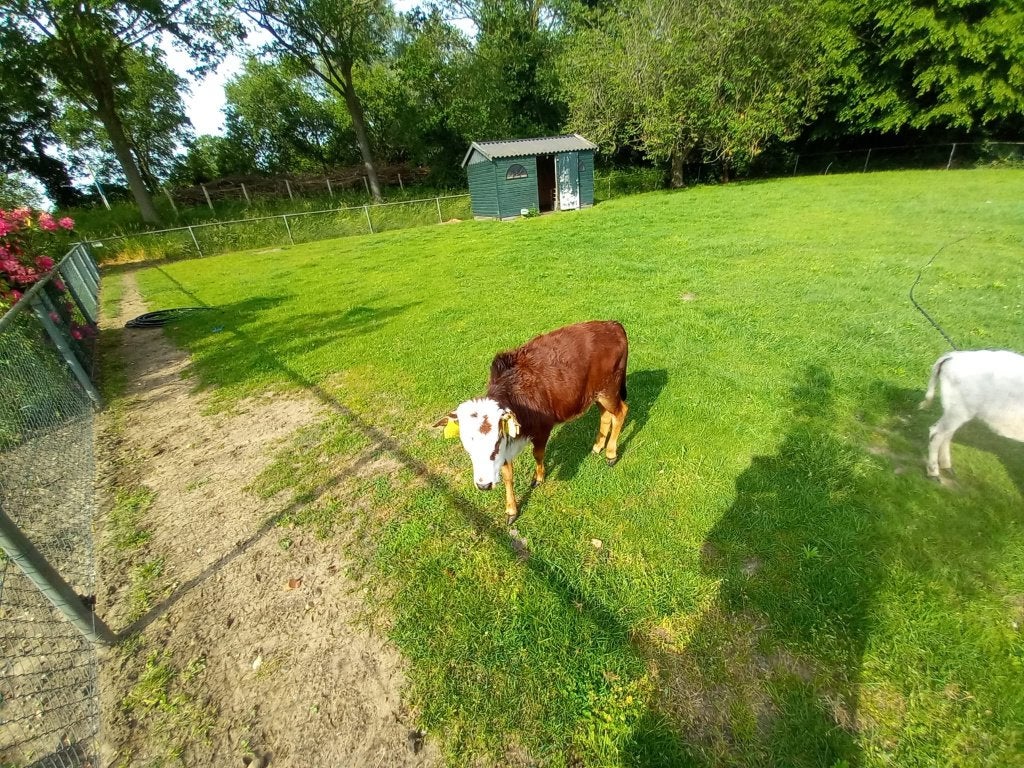 mini zeboe  dwerg zeboe  zebu   Dek stiertjes  en  kalfjjes, Meerdere dieren