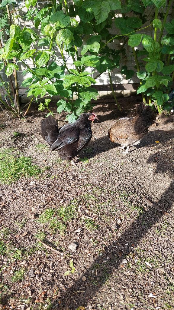 broedse Hollandse kriel (zwart), Dieren en Toebehoren, Vrouwelijk, Kip