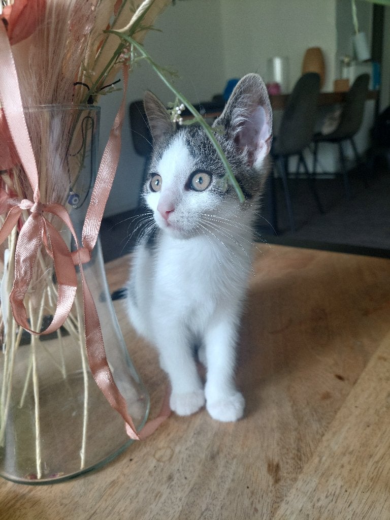 2 lieve poezen zoeken een nieuwe huis., Poes, Kortharig, 0 tot 2 jaar