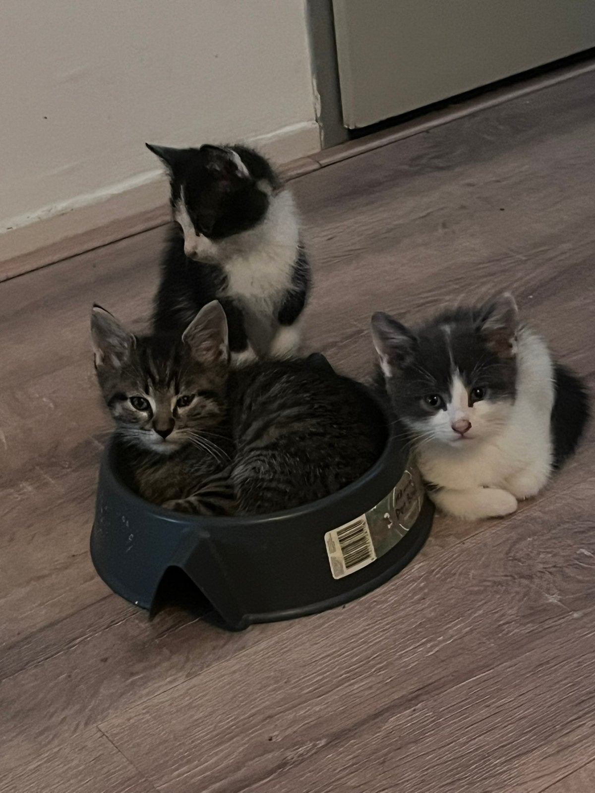 Schattige kittens, per direct ophalen!