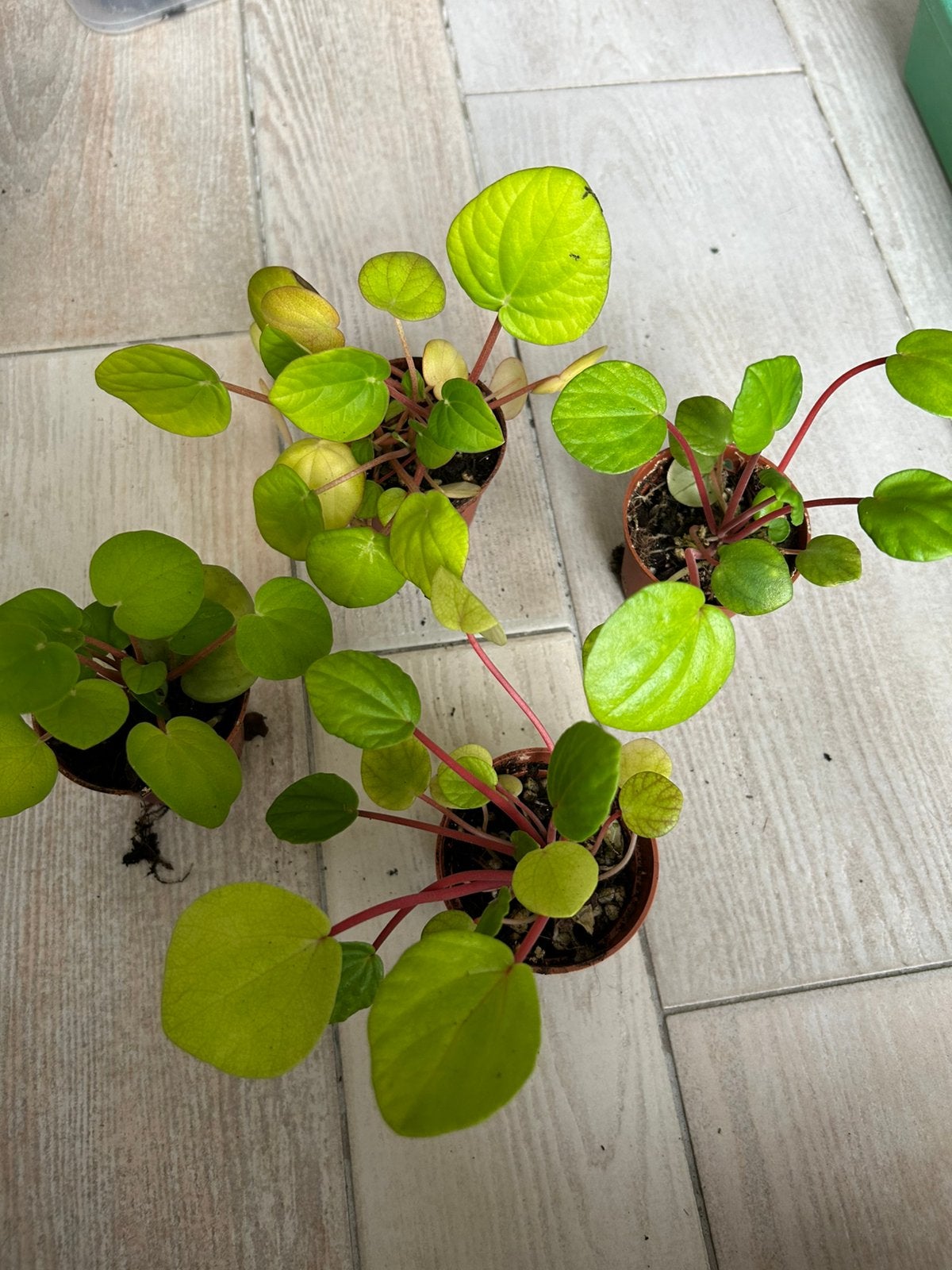 Peperomia albovittata rana verde, Ophalen, Overige soorten, In pot, Minder dan 100 cm