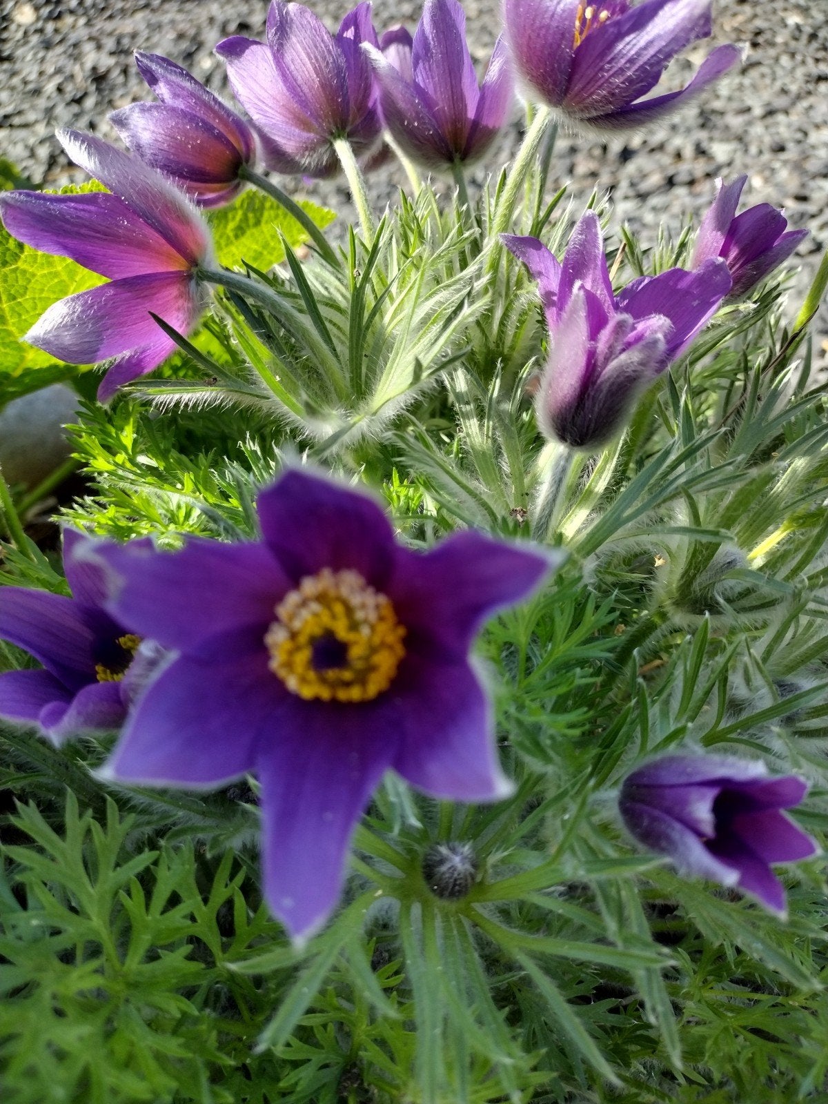 Zaden Wildemanskruid paars - Pulsatilla vulgaris, Tuin en Terras, Verzenden, Voorjaar, Volle zon, Zaad