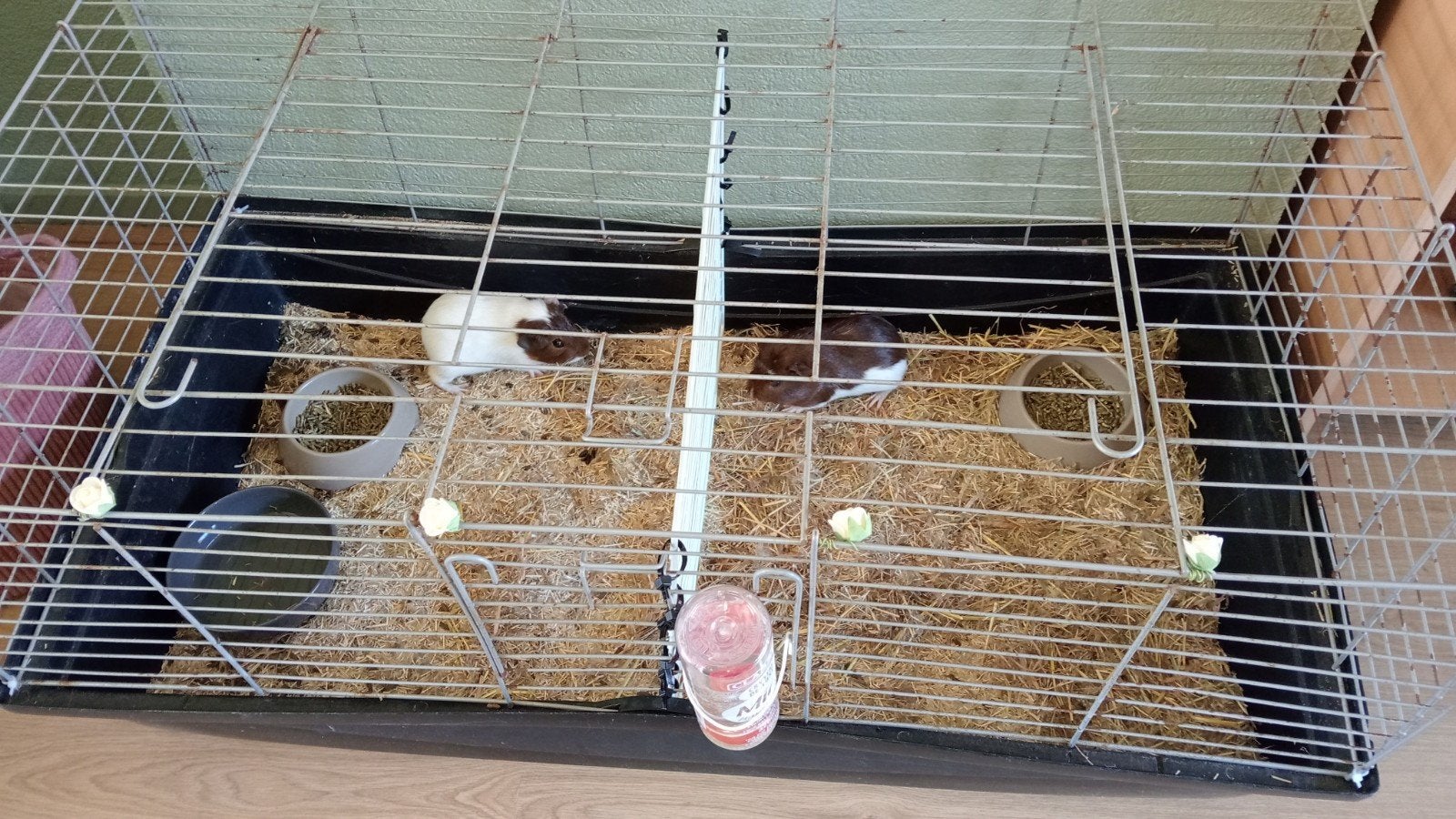 2 lieve baby cavia's, mannetje en vrouwtje, 6 weken incl tbh, Cavia, Mei, Meerdere dieren, Tam