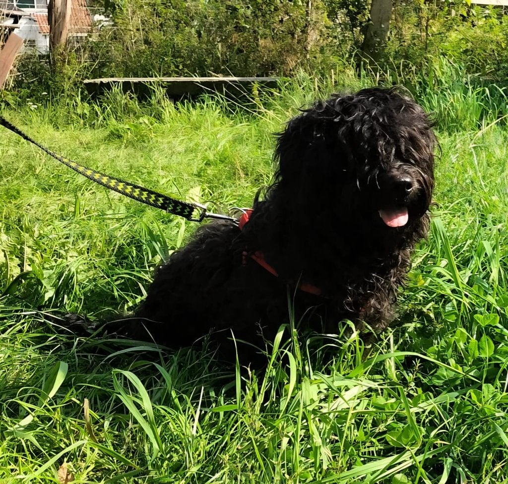 honden, Particulier, 15 weken tot 1 jaar, Reu, Buitenland