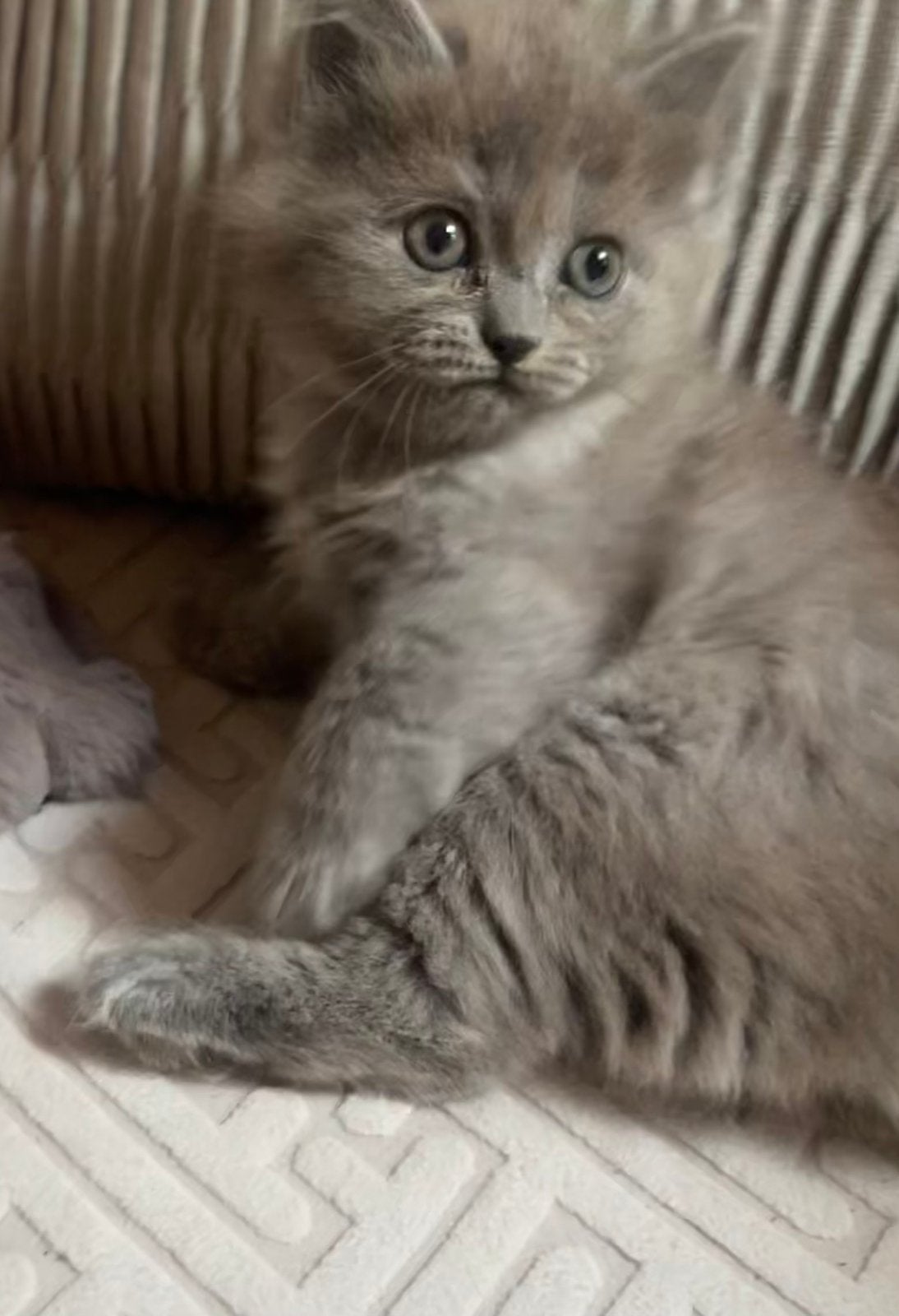 Kitten 12 weken, Poes