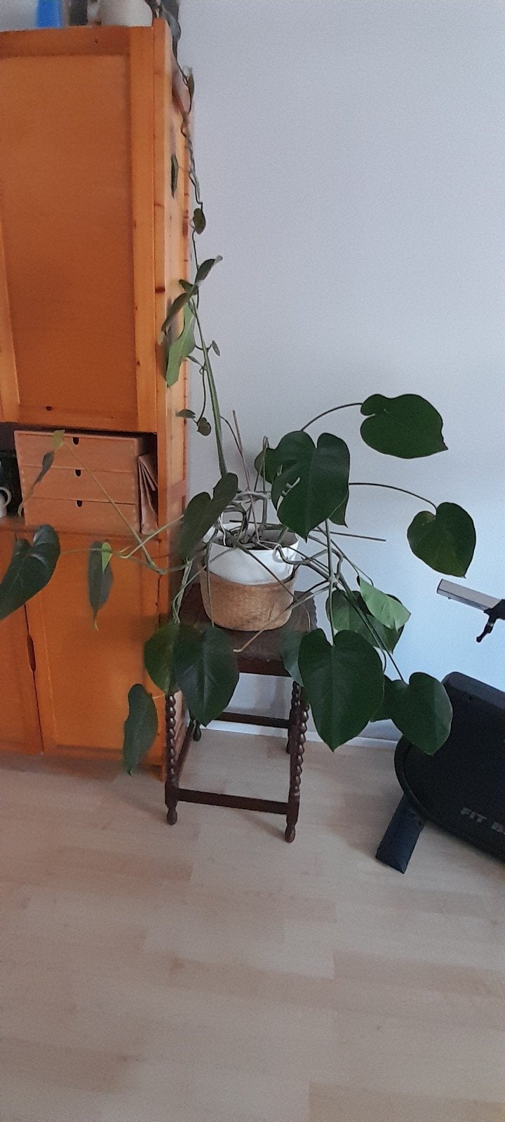 monstera plant, Ophalen, Overige soorten, Halfschaduw, In pot