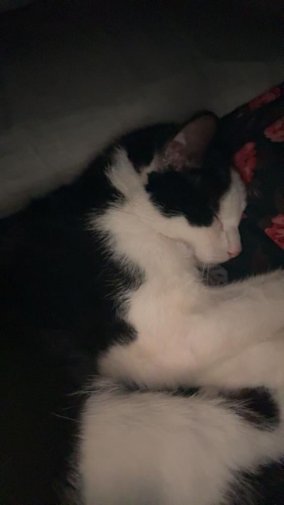 Zwart/witte katje, Dieren en Toebehoren, Kater