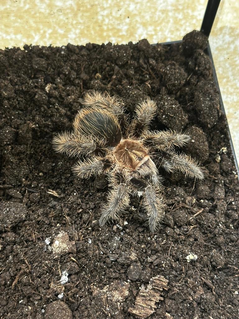 Tliltocatl albopilosus - Krulhaarvogelspin, Dieren en Toebehoren, Spin of Schorpioen
