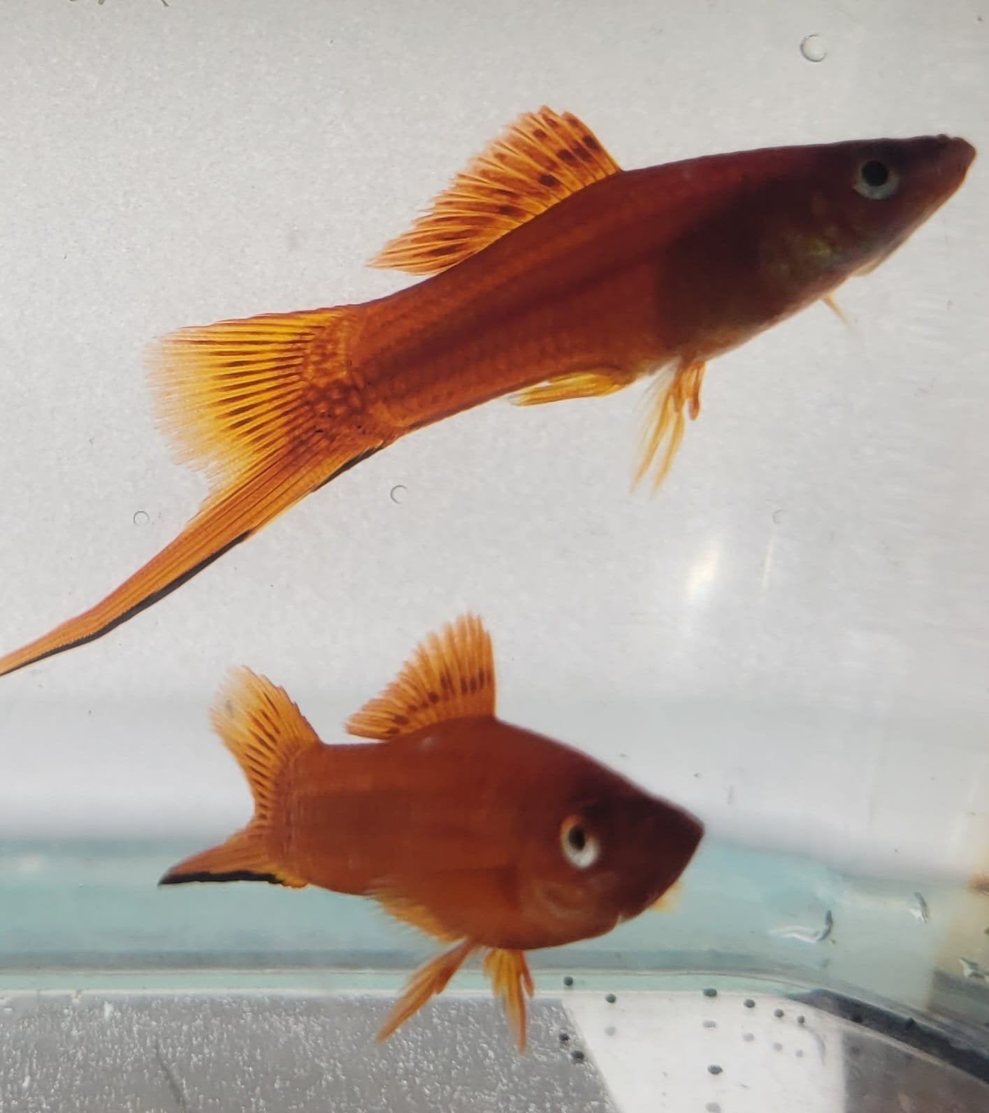 Hobbyaquarium Zwaardrager XIPH Helleri red, Dieren en Toebehoren, Vissen | Aquariumvissen, Vis, Zoetwatervis, Schoolvis