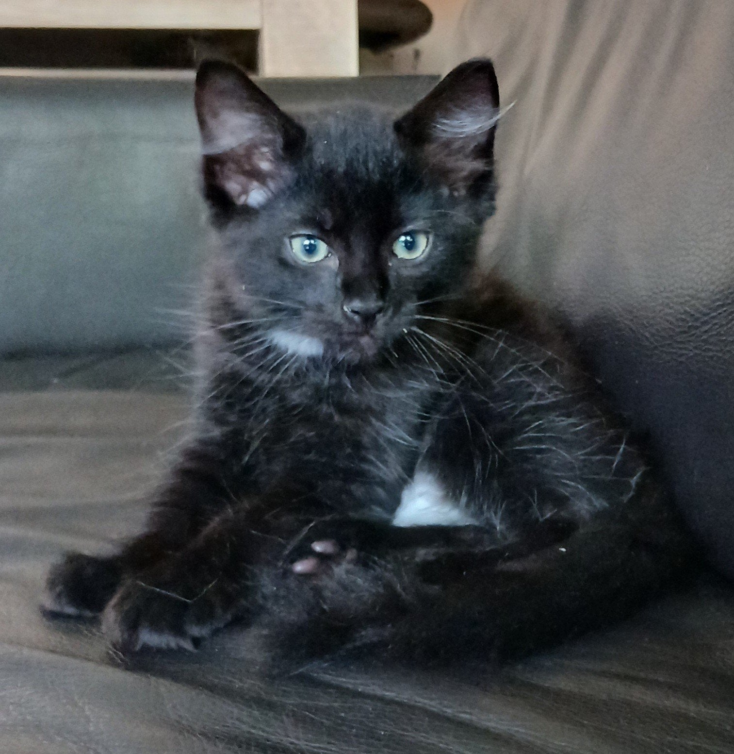 Praatgrage knuffel zoekt gouden mandje, Kater, Gechipt, 0 tot 2 jaar