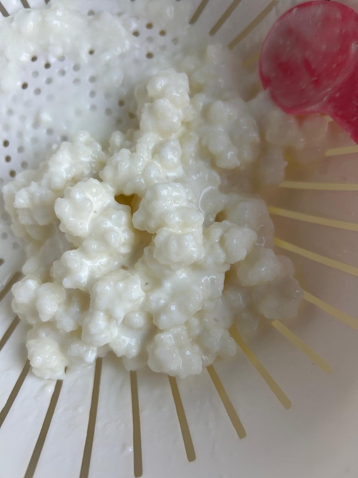 Kefir korrels, Ophalen