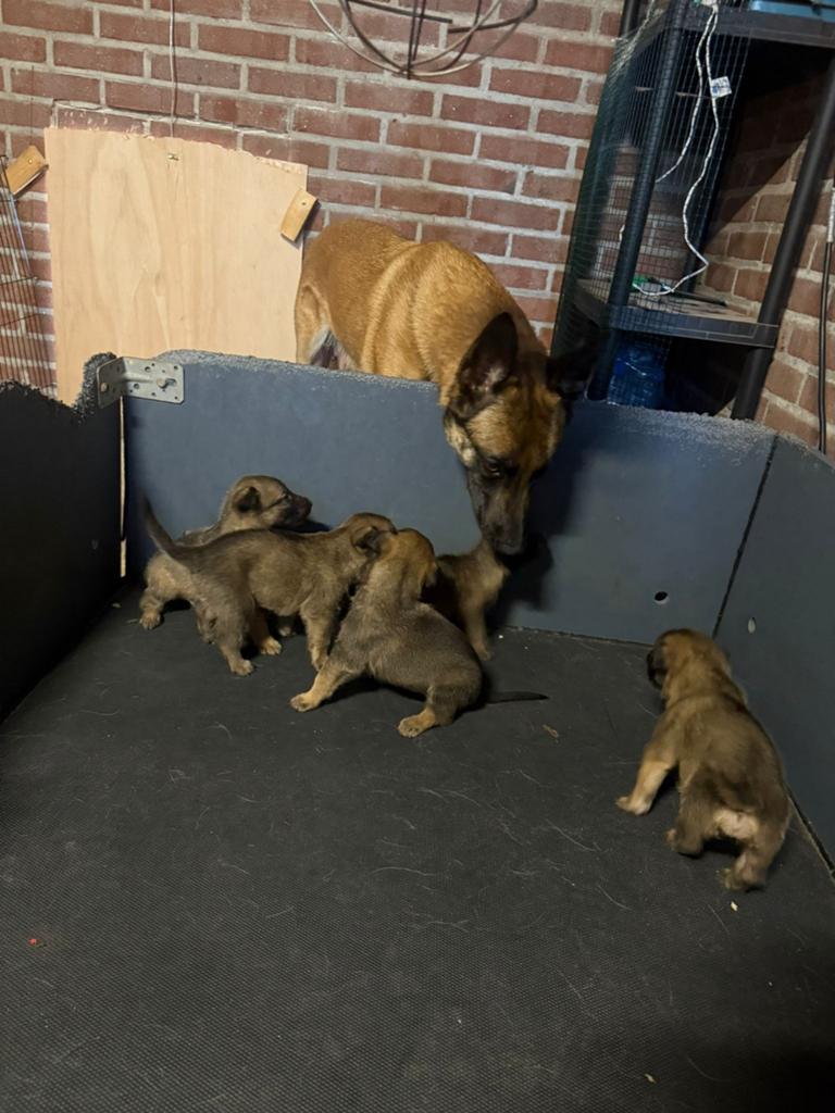 Mechelseherder pup ( Reu ), Dieren en Toebehoren, Honden | Herdershonden en Veedrijvers, Parvo, Reu, 8 tot 15 weken, Meerdere